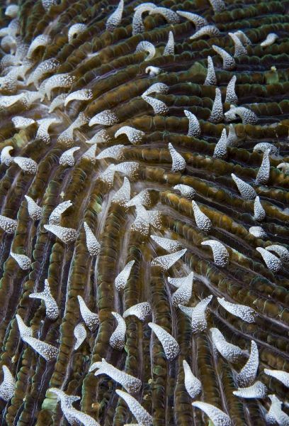 Indonesia, Raja Ampat Close-up of mushroom coral